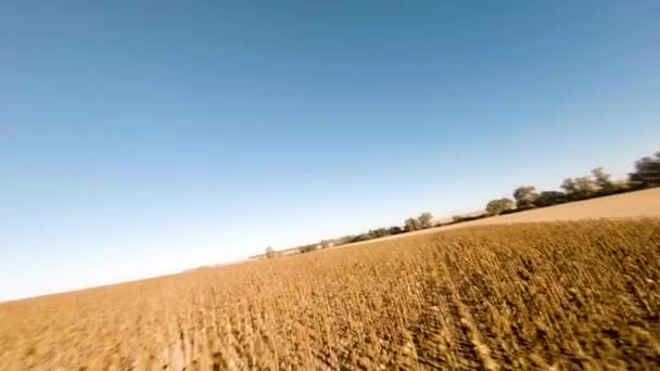 Slow Motion Bird Eye View Birds Dry Sunflower Field Sunny — Vídeo de stock