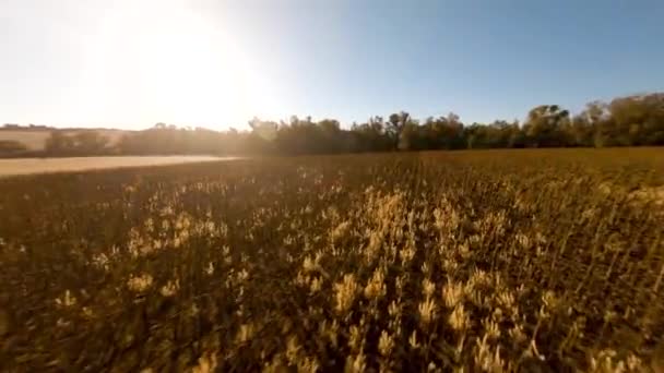 Zeitlupentour Durch Ein Trockenes Sonnenblumenfeld Mit Der Sonne Bild — Stockvideo