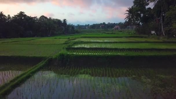 日落前在印度尼西亚巴厘岛拍摄的稻田无人机 农业文化景观 发现亚洲 — 图库视频影像