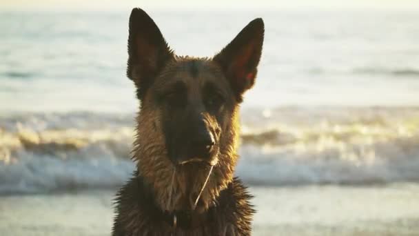 Pastor Alemán Playa Retrato Perro Babeando Mirando Cámara — Vídeos de Stock