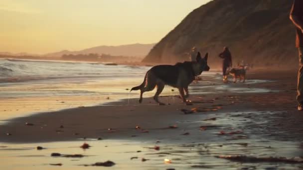 Cani Con Loro Proprietari Fare Una Passeggiata Spiaggia Durante Ora — Video Stock