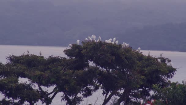 멕시코 베라크루즈에 호수가 아름다운 골짜기의 구름낀 일몰에 나뭇가지 새들이 날아다니는 — 비디오