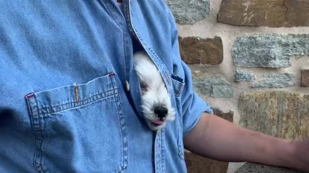 Bílý maltézský pes ukrytý pod košilí majitele, a pak ukázat hlavu k jídlu