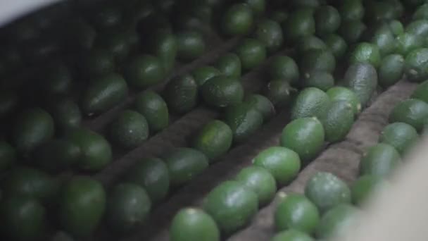 Avocados Packing House — 图库视频影像