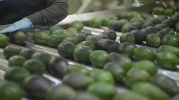 Slow Avocados Einem Packhaus Michoacan — Stockvideo