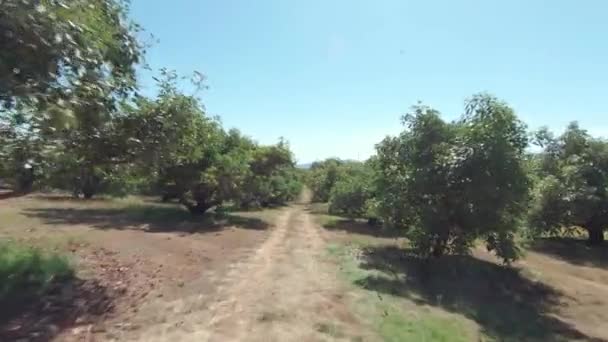Fpv Drone Vuela Cerca Los Árboles Avocado Michigan — Vídeos de Stock