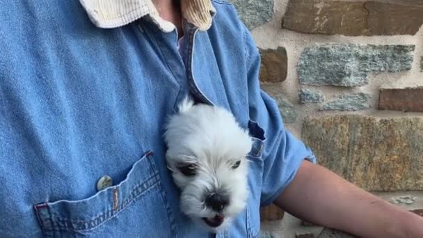 Cute White Maltese Dog Hidden Owner Shirt Pops Out Head — Vídeo de Stock