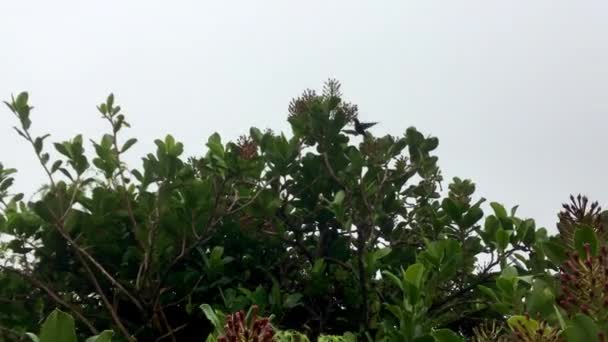 Colibrì Aleggiando Succhiando Nettare Diversi Fiori — Video Stock