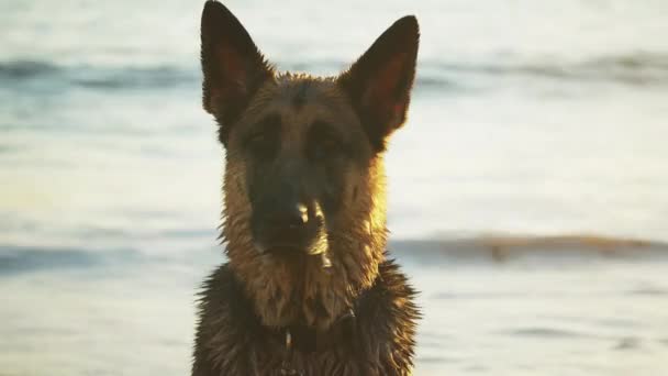 Portrait Obedient Brown German Shepherd Beach Looking Straight Camera — Vídeos de Stock