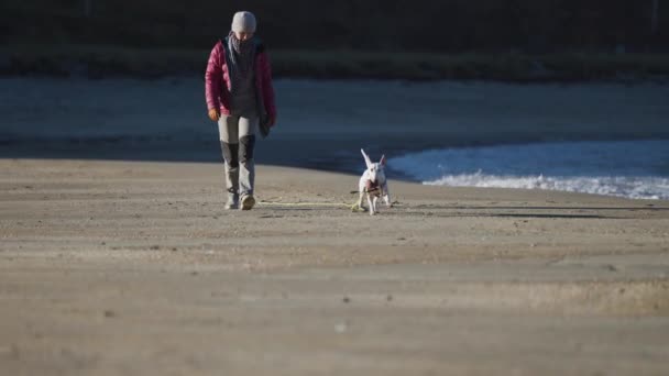 Una Mujer Caminando Por Playa Arena Pequeño Terrier Blanco Está — Vídeos de Stock