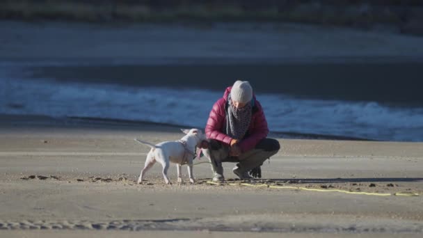 Woman Playing Small White Terrier Sandy Beach Slow Motion Pan — стоковое видео