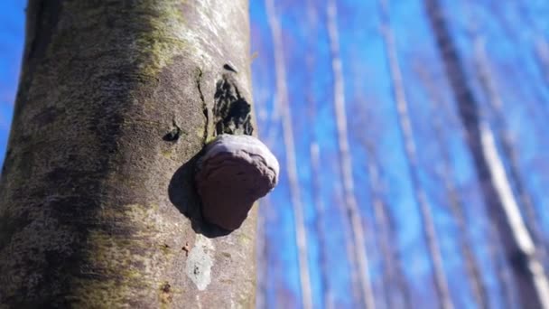 Baharın Başında Yapraksız Bir Huş Ağacında Mantar Arka Planda Odak — Stok video