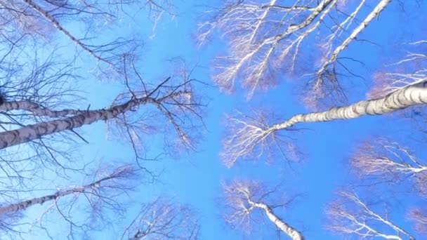 Beautiful Leafless Birch Tree Forest Early Spring Tree Tops Sunny — Stok video