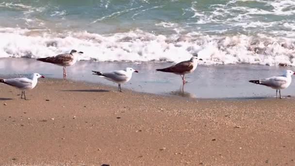 Σμήνος Audouins Gulls Στην Παραλία Πετούν Μακριά Ενώ Ένα Από — Αρχείο Βίντεο