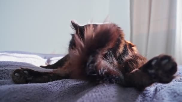 Black Cat Cleaning Itself While Chilling Bed — Video Stock