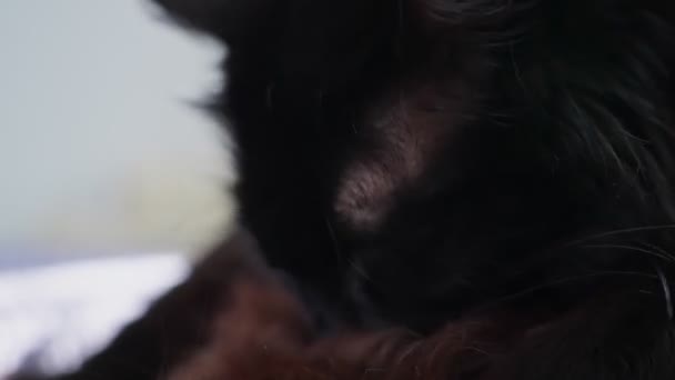Primer Plano Gato Negro Limpiándose — Vídeos de Stock