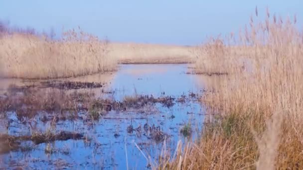 Rüzgarda Kuru Bej Buharlar Gölün Yanında Kamış Bitkileri Pape Nature — Stok video