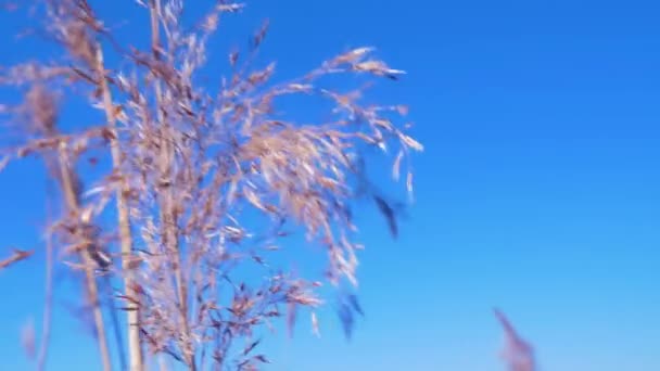 干燥的米黄色芦苇在风中蒸腾 芦苇在湖边 帕皮湖自然公园 拉托维亚鲁卡瓦 春日阳光明媚 手持特写镜头 — 图库视频影像