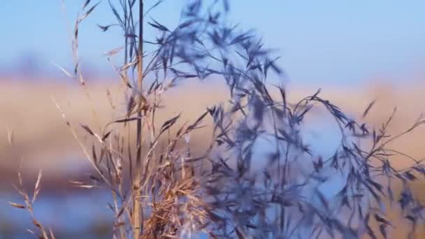 Rüzgarda Kuru Bej Buharlar Gölün Yanında Kamış Bitkileri Pape Nature — Stok video