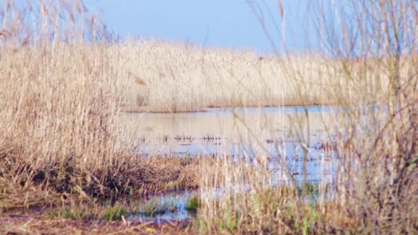 Dry Beige Reed Steams Wind Reed Plants Lake Lake Pape — Stok video