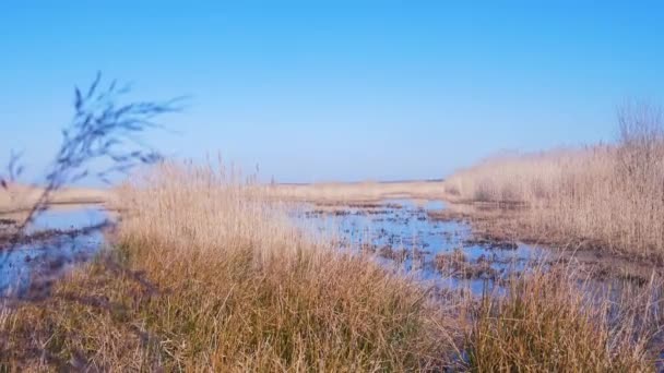 Rüzgarda Kuru Bej Buharlar Gölün Yanında Kamış Bitkileri Pape Nature — Stok video