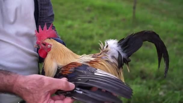 Mann Hält Hahn Und Zeigt Hühnern Flügelfedern Und Federkleid — Stockvideo