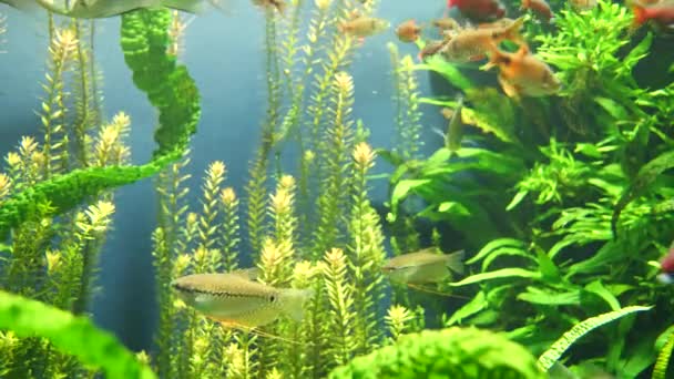 Close Shot Aquatic Aquarium School Fish Freshwater Plants — Stok video