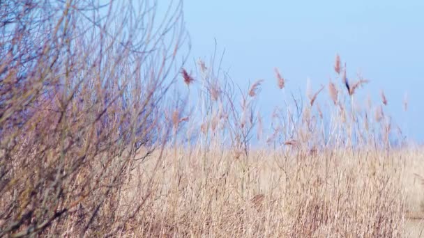 干燥的米黄色芦苇在风中蒸腾 芦苇在湖边 帕皮湖自然公园 拉托维亚 鲁卡瓦 春日阳光明媚 — 图库视频影像