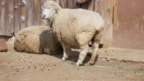 ソウルの農場で羊たちが草を刈る ワイドショット — ストック動画