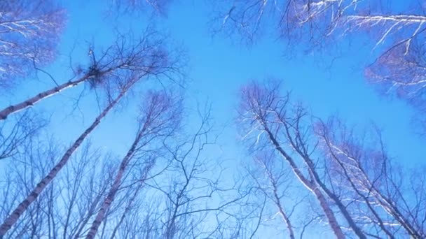 Belle Forêt Bouleaux Sans Feuilles Début Printemps Cimes Arbres Par — Video