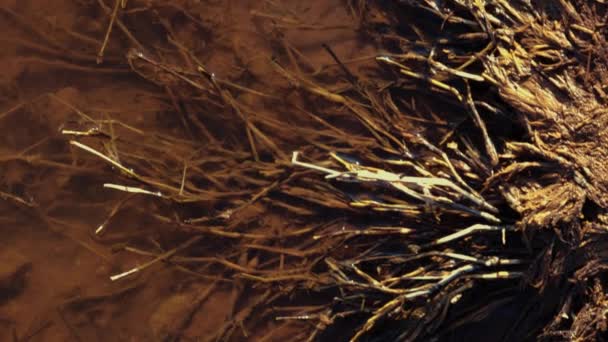 Aquatic Plant Roots Spread Growning Lake Shores — стоковое видео