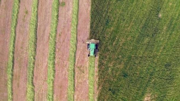 Combine Harvester Mowing Wheat Aerial View — Stok video