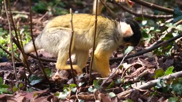 Cute Yellow Squirrel Monkeys Foraging Digging Forest Food Sunlight Close — Stock video