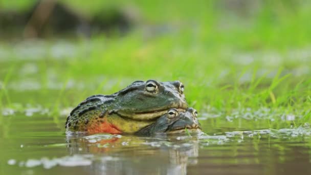 Colorful Huge Bullfrogs Mating Rainy Season Pond Kalahari Game Reserve — Stock Video