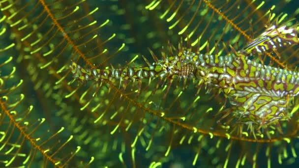 Gul Utsmyckad Spöke Pipefish Super Närbild Framför Fjäder Stjärna — Stockvideo