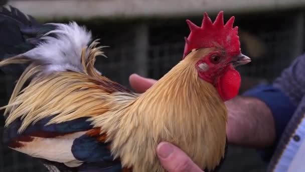 Vieux Coq Anglais Jeu Étant Tenu Dans Les Mains Des — Video