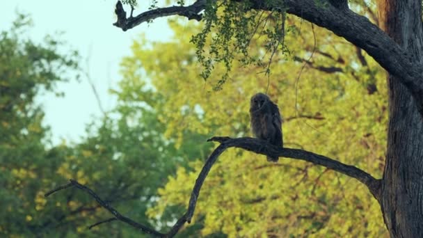 Botswana Khwai Deki Ağaç Dalında Oturan Dev Kartal Baykuşu Geniş — Stok video