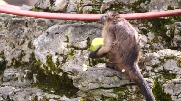 カプチンモンキーの撮影を閉じ 動物園の岩の上でマンゴーフルーツを食べる — ストック動画