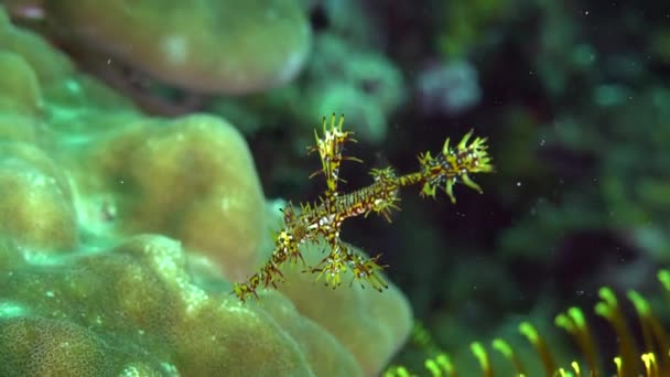 Arlequín Juvenil Fantasma Pipefish Tropical Coral Reef — Vídeos de Stock
