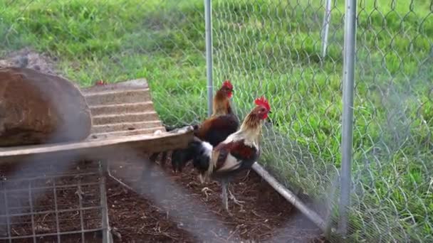 Group Juvenile Old English Game Chickens Mesh Coop Next Grass — Stockvideo