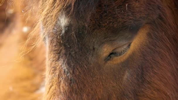 Fermer Image Poney Endormi Des Shetland Zoo Pour Enfants Séoul — Video