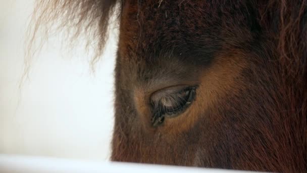 马的眼睛紧盯着动物园 首尔大公园动物园位于韩国 — 图库视频影像