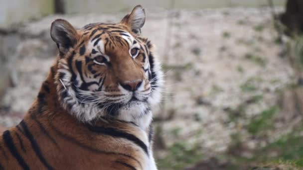 Portret Van Mannelijke Tijger Kijken Wildernis Voor Prooi Close Majestueus — Stockvideo