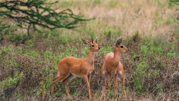 Mężczyzna Kobieta Steenbok Stojący Krzewie Central Kalahari Game Reserve Szeroki — Wideo stockowe