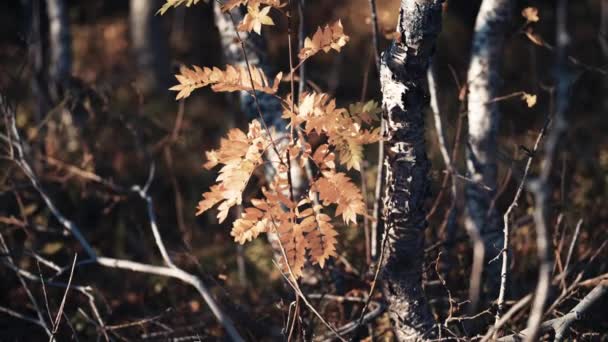 明るい秋の葉を持つ暗い細長い枝のクローズアップショット — ストック動画