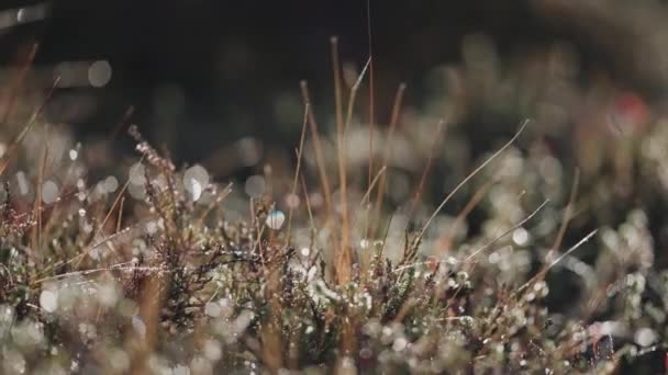 苔藓和苔藓的宏观图景 露珠挂在薄薄的草叶上 — 图库视频影像