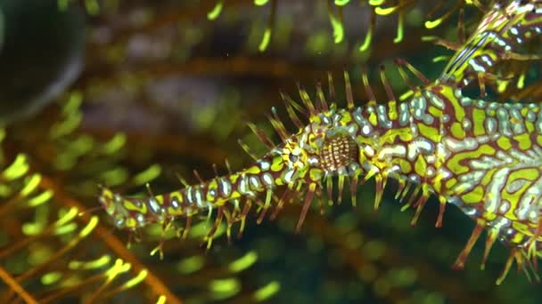 Yellow Ornate Ghost Pipefish Close Front Feather Star — Stock Video