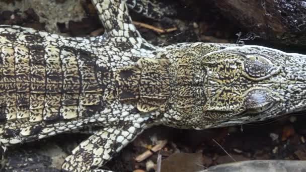 Trucking Shot Camouflaged Colored Baby Crocodile Resting Water Surface Sunny — Stock Video