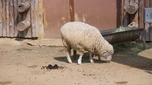 Woolly Sheep Grazing Alone Farm Seul Coreia Sul Largura — Vídeo de Stock