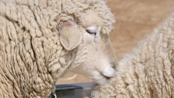Wooly Sheep Lambendo Outro Uma Fazenda Seul Close — Vídeo de Stock